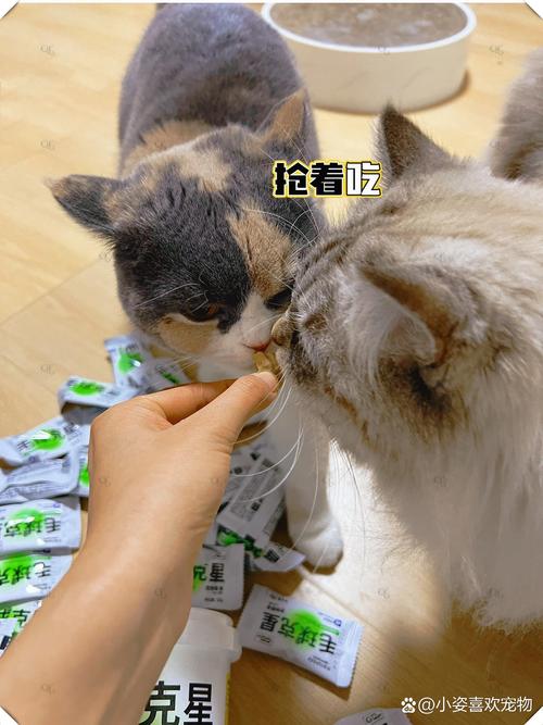 猫咪的温度偏好，揭秘你的小毛球究竟爱什么？