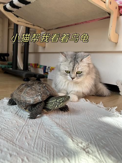 在时光长河中的速度与坚持——猫咪与乌龟的永恒友谊