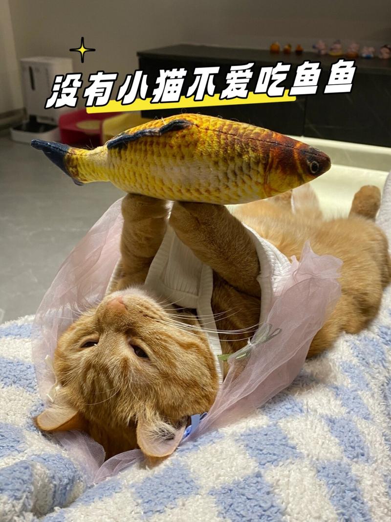 揭秘猫咪能否享用鱼类的真相