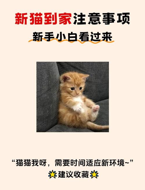 新家适应期，猫咪如何克服首日尴尬