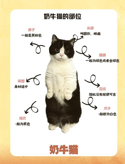 猫咪，比你想象中更聪明的宠物