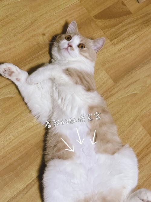 揭秘猫咪的神秘肚脐位置