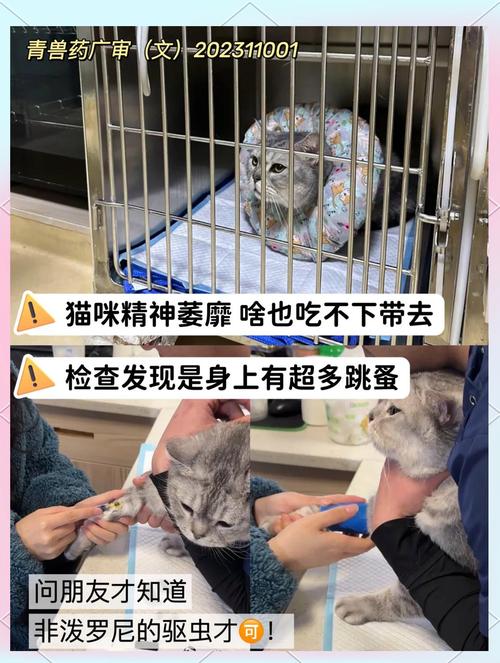 猫咪驱虫后出现拉肚子现象，如何科学应对？