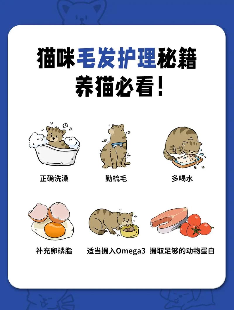 夏日炎炎，猫咪的毛发护理指南