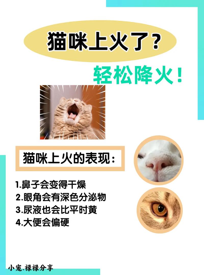 猫咪上火？这些食物能帮它降温