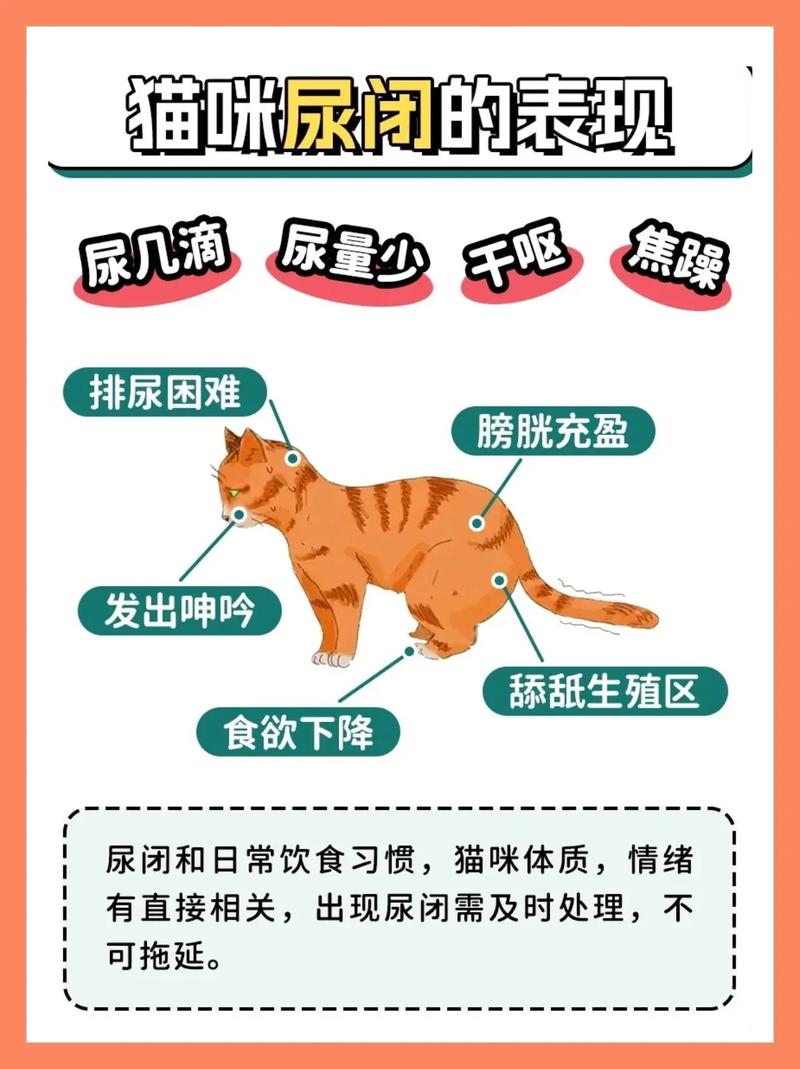 猫咪尿道炎，识别与缓解的关键症状