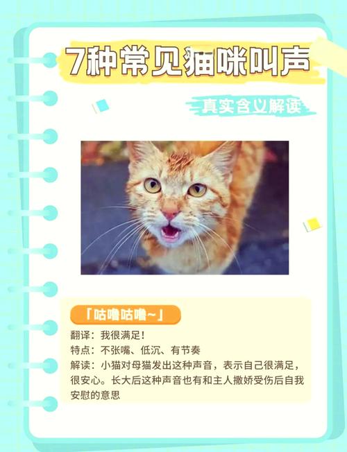 猫咪呼噜声的魅力，温馨小品与放松良药