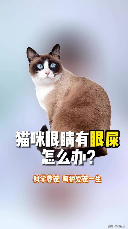 猫咪拥有黄眼睛和眼屎的神秘原因