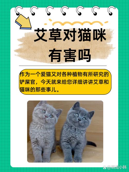 如何有效培养与猫咪的深厚感情