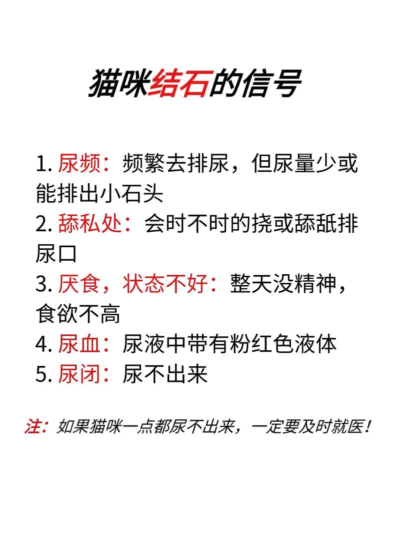 猫咪得结石的常见症状及预防方法