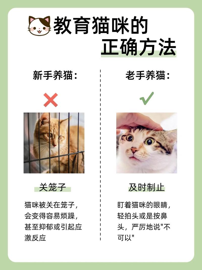 全面指南，如何正确喂养您的小猫咪