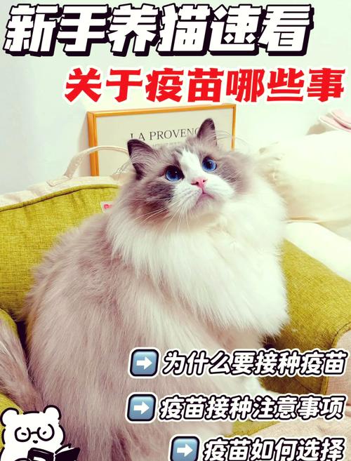 猫咪疫苗全攻略，守护毛孩子健康成长的秘密武器