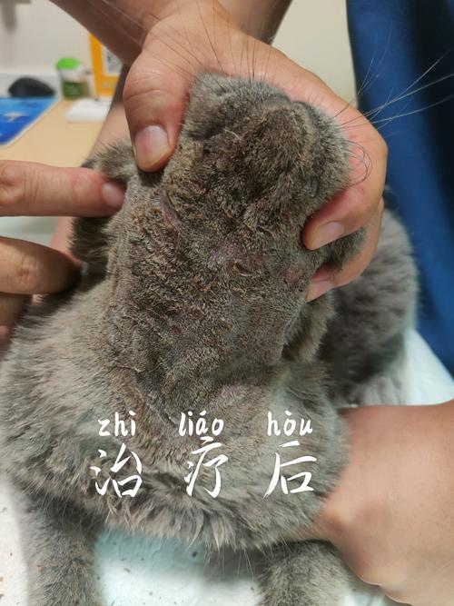 猫咪感染皮肤病