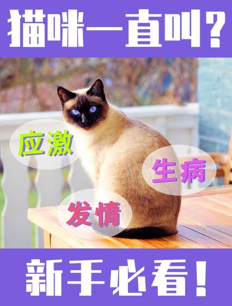 猫咪不吃饭三日，探寻背后的真相与应对策略