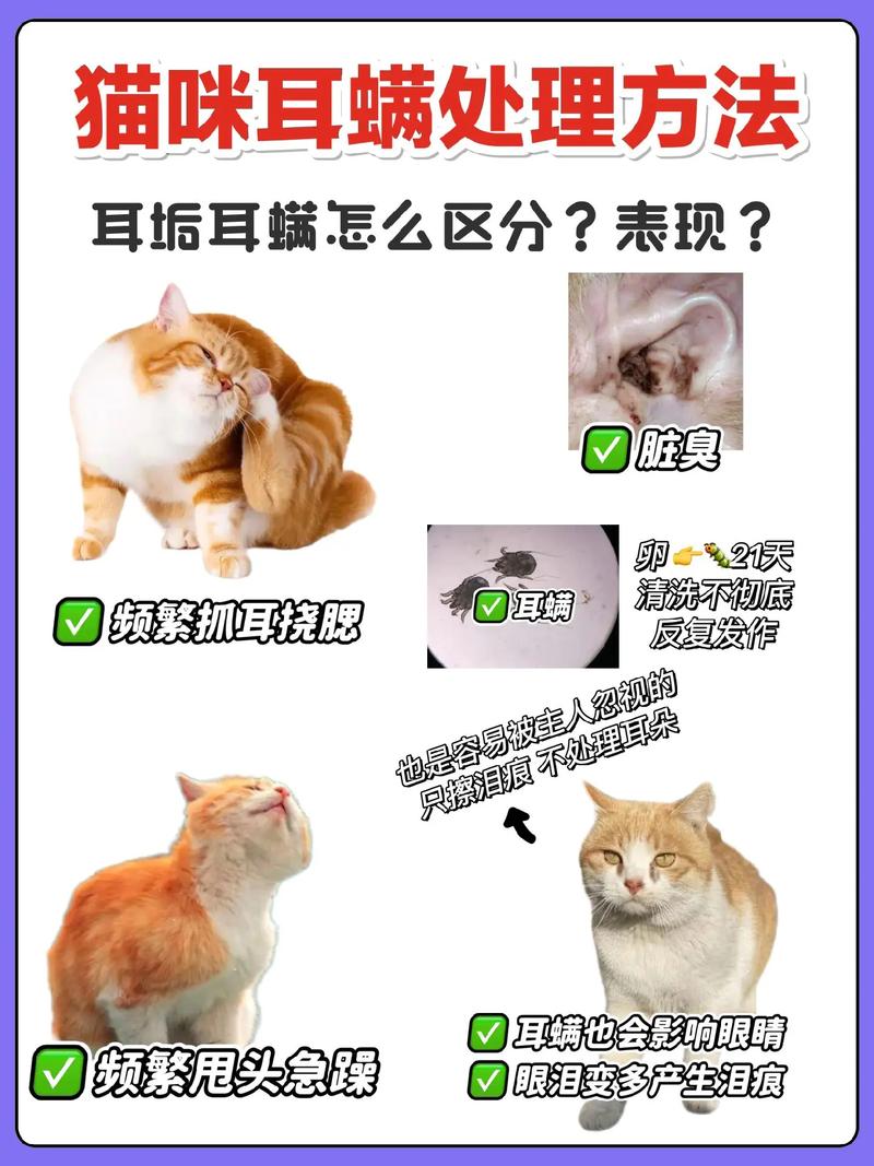 猫咪耳螨清洁，简单有效的方法