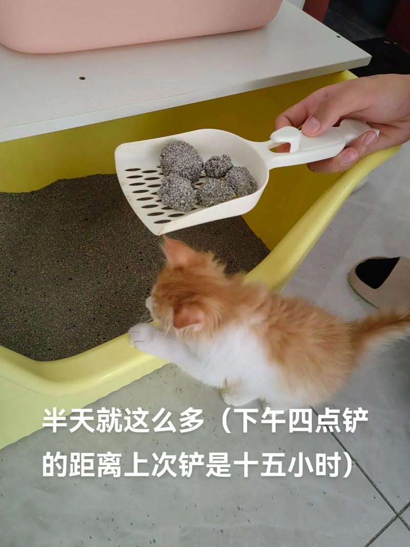 猫咪为何突然爱上猫砂？揭秘猫砂癖好背后的心理动机