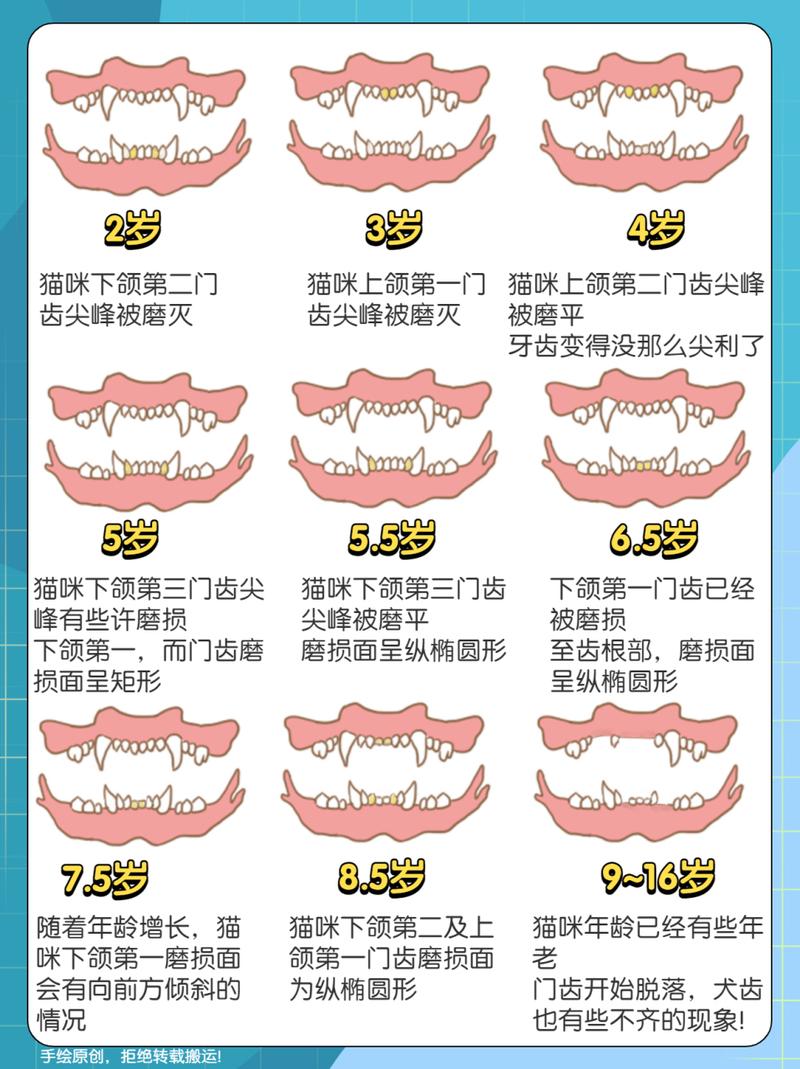 一岁猫咪的口腔健康，了解幼猫牙齿护理的重要性