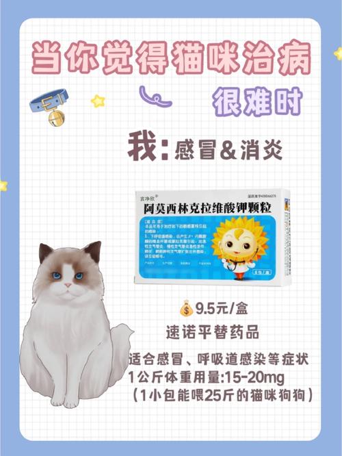 如何正确给猫咪喂食阿莫西林