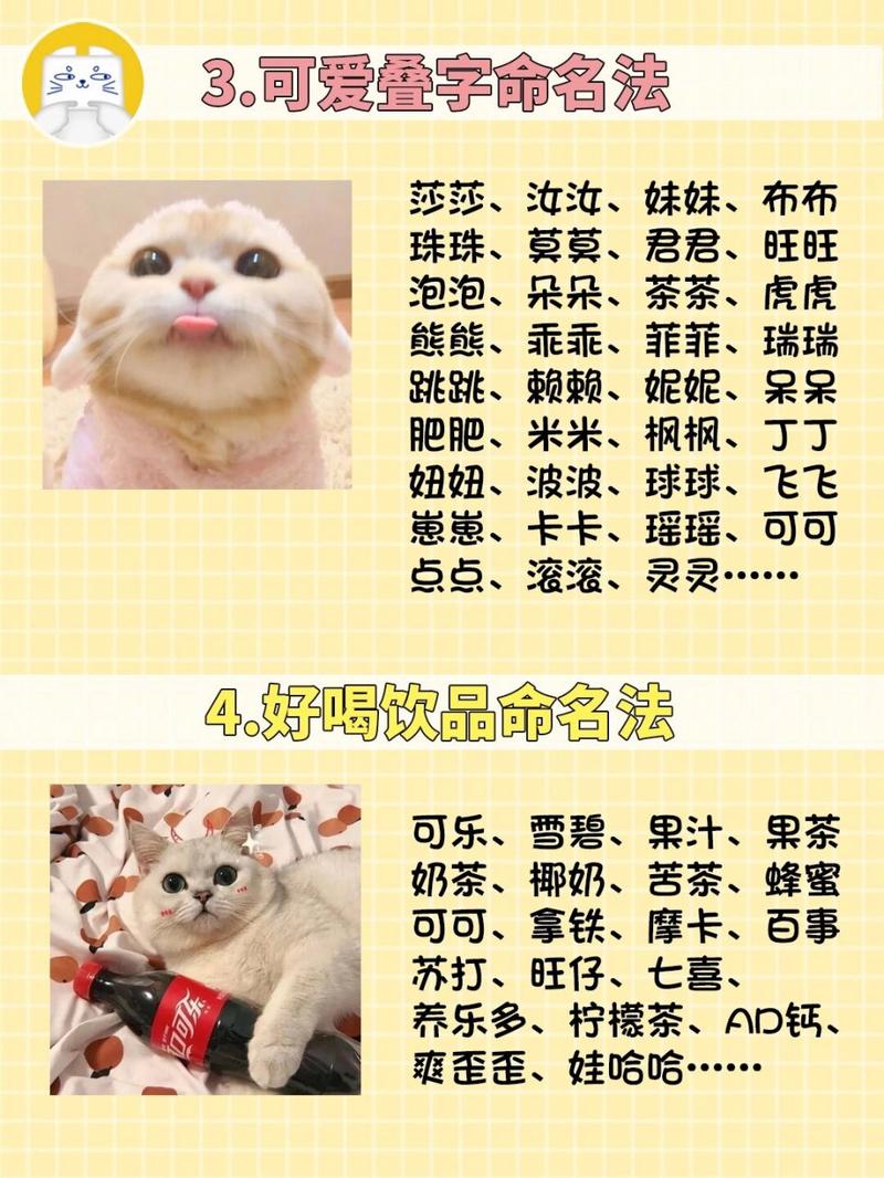 给猫咪起名，挑选与命名的艺术