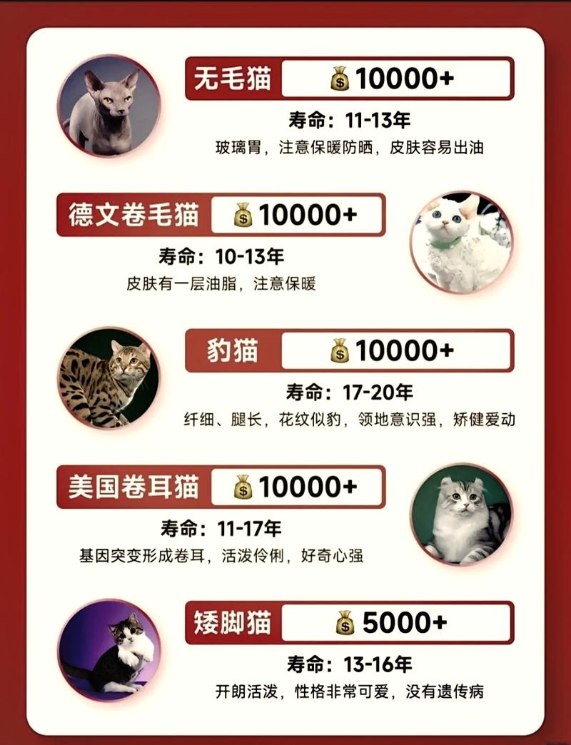 猫咪的神秘面纱，探索五种独特品种的魅力