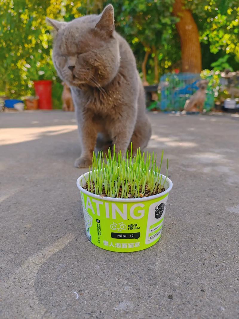 猫咪为什么吃猫草，揭秘宠物健康的小秘密