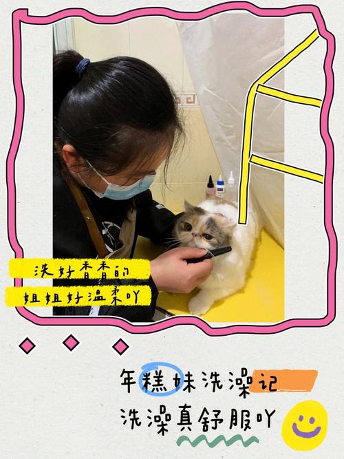 猫咪怕洗澡？轻松应对宠物清洁难题