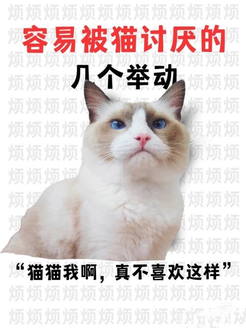 猫咪为何不愿被抱？揭秘它们的独立性格