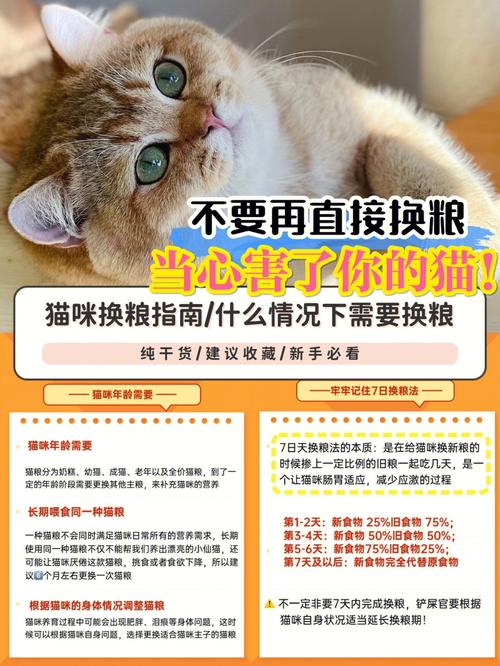 猫咪需要换猫粮吗