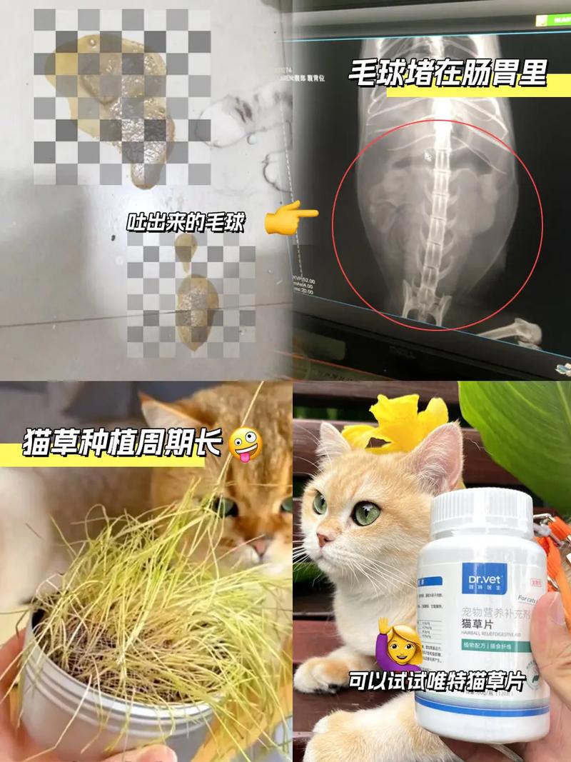 猫咪吃猫草后拉肚子？了解如何正确引导您的宠物