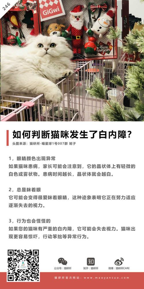 揭秘猫咪白内障治疗费用，价格与影响因素分析