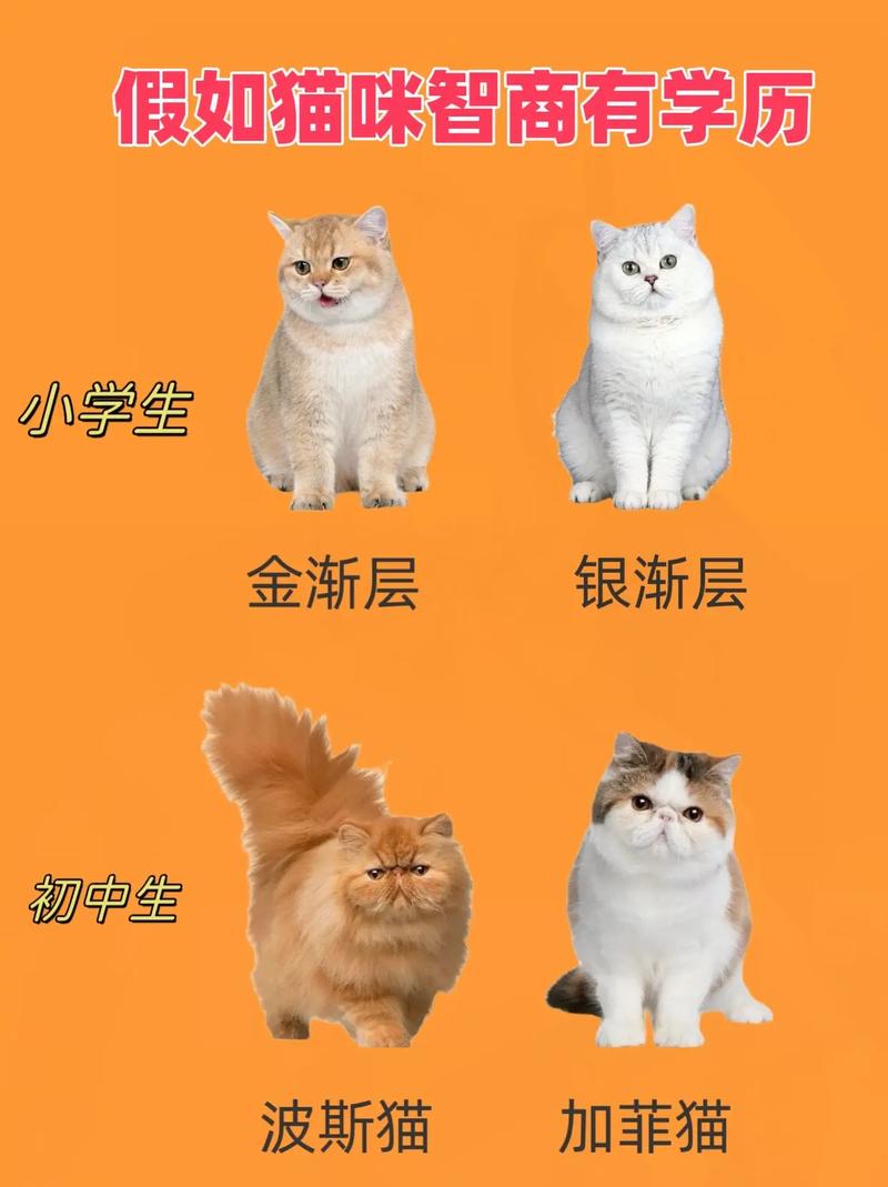 猫咪的智商相当于