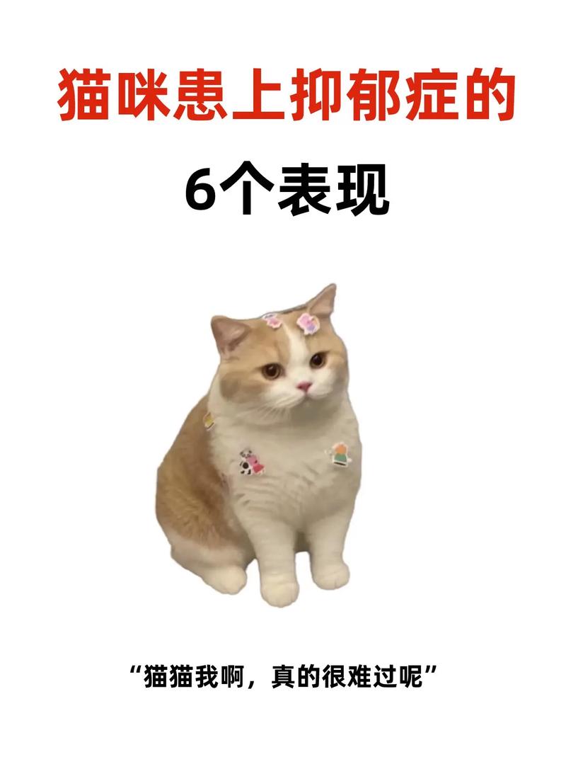 猫儿为何忧郁？养猫常见问题解析