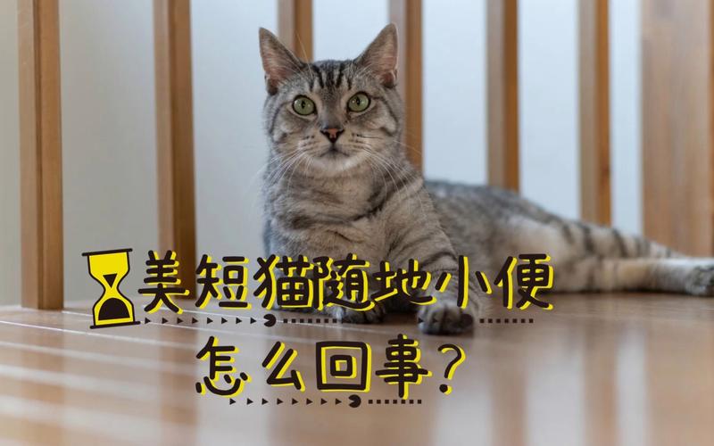 猫咪随地小便？这五个方法让你家重现清洁如新