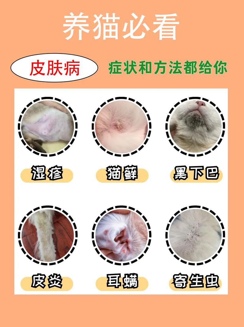 猫咪皮肤病真的会传染给人类吗？