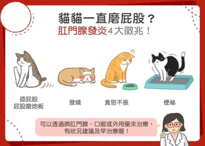 揭秘猫咪肛门白色分泌物的真相