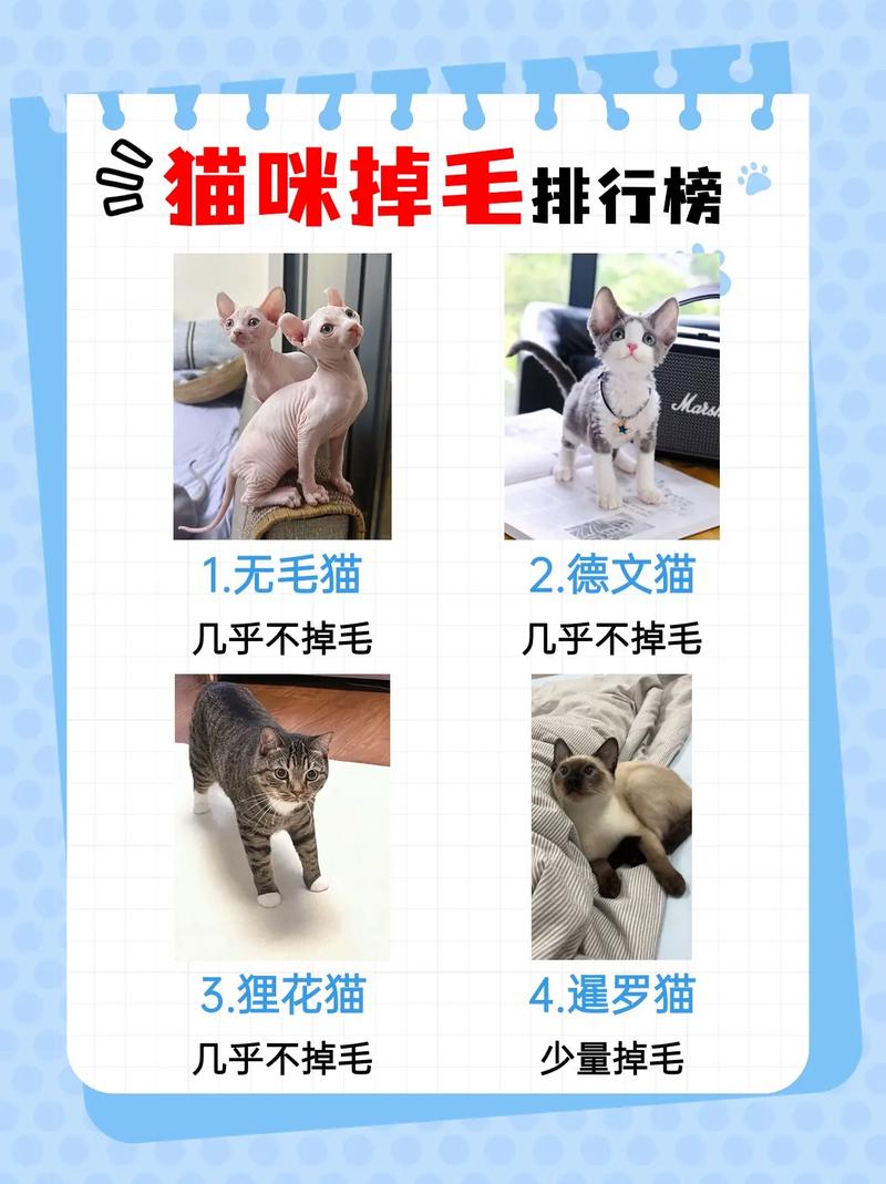 猫咪营养不良掉毛，如何让毛发重回柔顺光泽