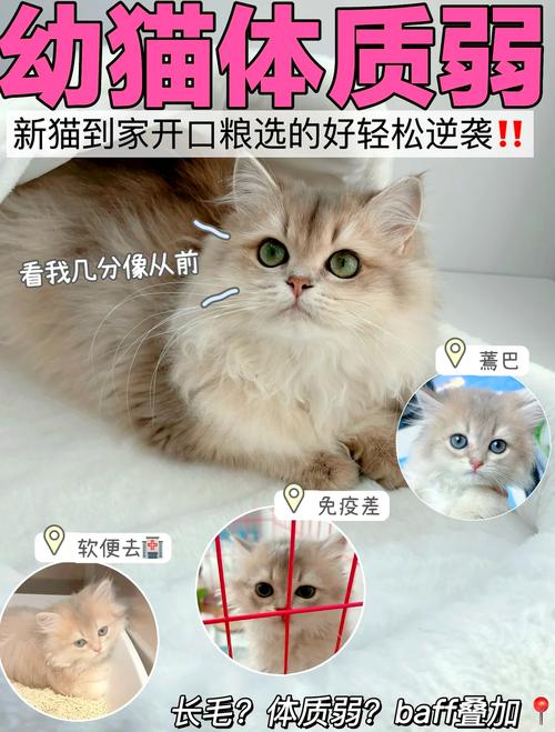 猫咪成长的秘密——从幼崽到成年的小食指南