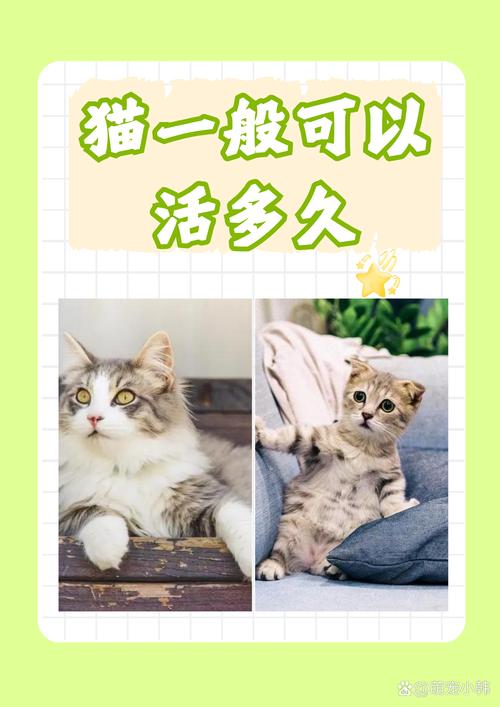 养猫咪，备孕更佳伴侣？