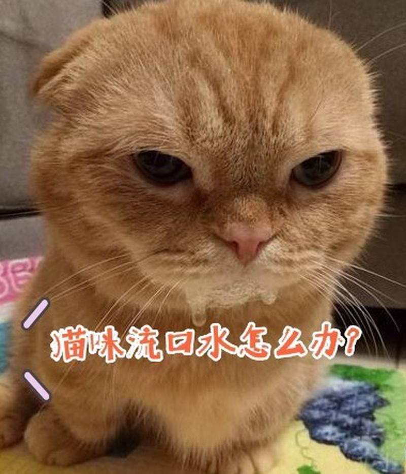 猫咪流口水吐舌头，是生病了吗？