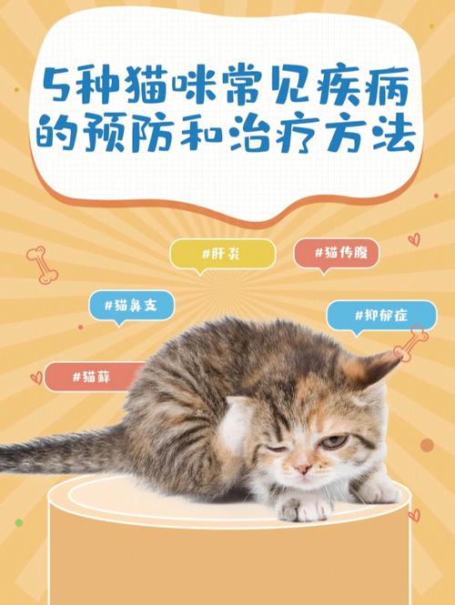 猫咪球虫病的预防与治疗