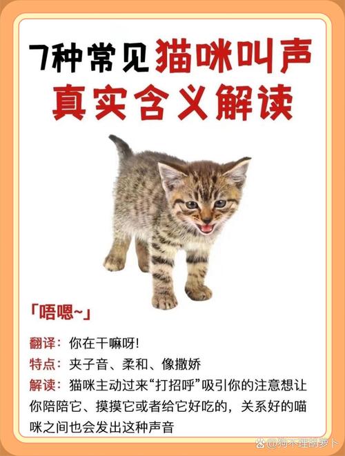 喵语揭秘，探索猫咪与主人的神秘交流