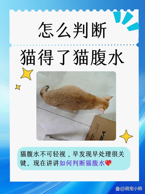 如何通过观察与细节识别猫咪的健康状况