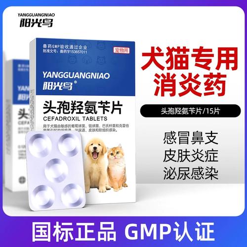 猫咪能用消炎药吗？你可能需要知道的真相