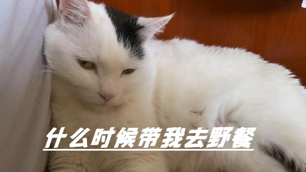 猫与自由，探讨能带猫咪出去玩吗