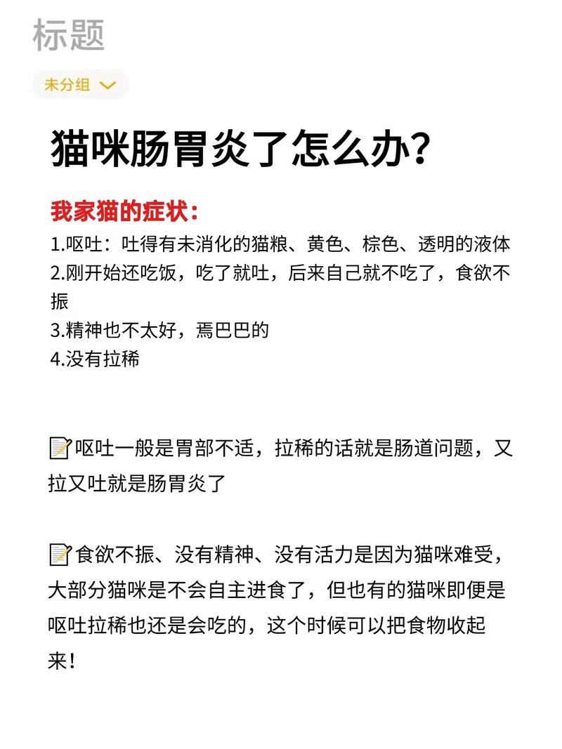 揭秘猫咪肠胃炎的饮食疗法