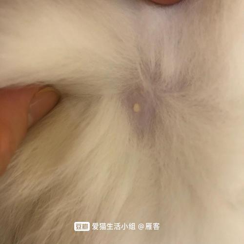 猫咪腹部的小秘密，肉球的真相与健康关注