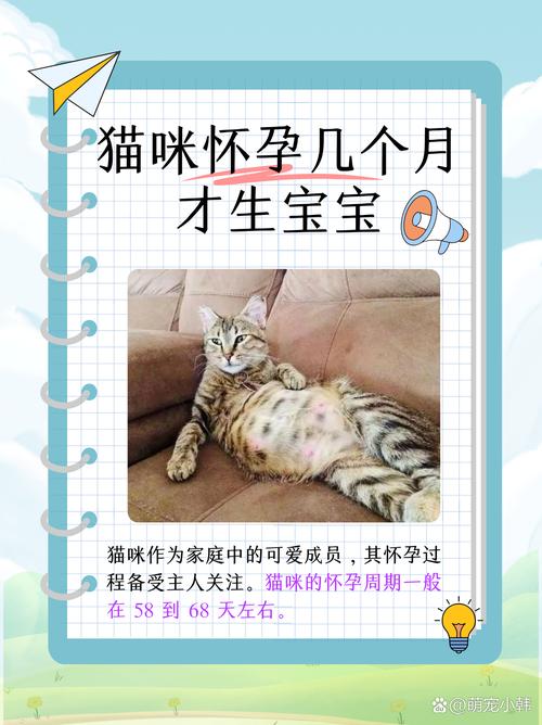 孕期猫咪的健康警示，了解常见症状及护理要点