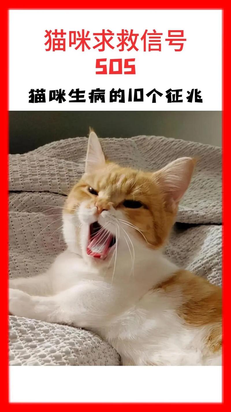 猫咪突然生病？别急，可能是食欲不振在作祟