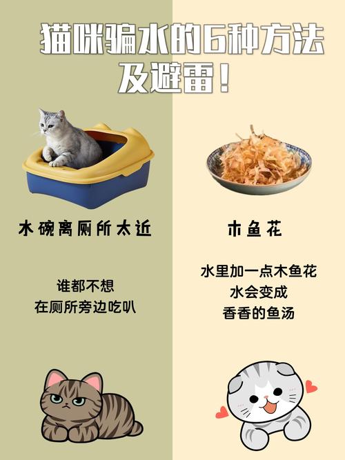 小猫咪不爱喝水，如何让爱宠爱上水