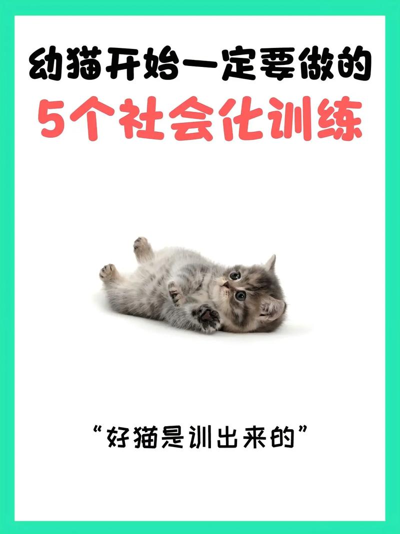 猫咪几岁开始适合训练？